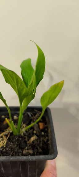 cdf2108836494046cb77188501ab3c2a6ce3qnxsmmxoydi2