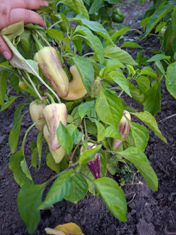 cfe783e0954dbd3ebaae8cfb876c92432flixt1hx3bmf13xoi