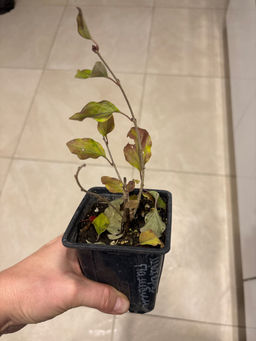 d01b3bd19236fa4d5e866eedf4b72e5e2flixtup9jmgfcm0tk