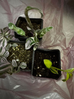 d155b76fdd4a3c6b50e0d9924b99140c6ce338amit85fsb