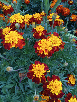 d3e18b7647dc18ba4bebea9cd94c14096ce338amjz61h68