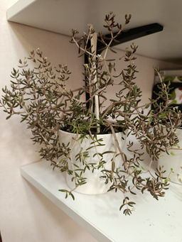 d44e43996a99883198be473a8726bd2b6ce338amihnu02a