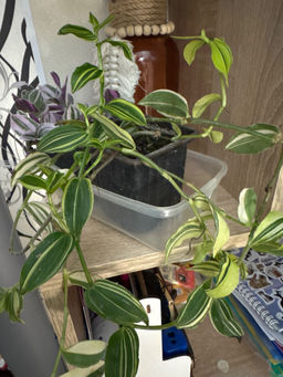 d701f495f7d3f0654a07e44a1227b1832flixt2brsdmheyaxq