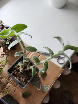 dc24563ec07e54b45071dff65fb2cb432flixt1d9axmf12mzj