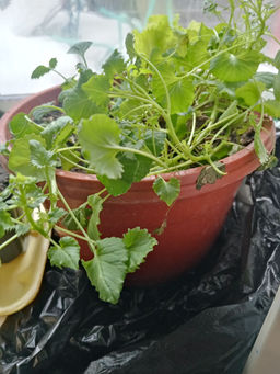 de1aa0867ab6d26aa42f5ea418645da66ce3h2s0ml0ps0ee