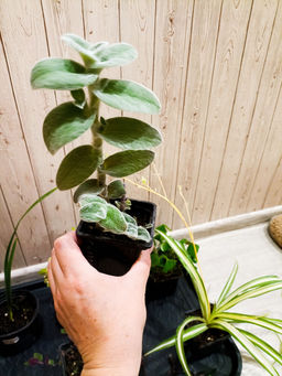 de90c855e2674b9b957fd574afacd6ce18bq429bfmcta1xgz