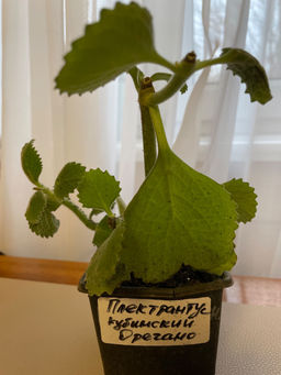 dedb391449b2d25c2c36cb17ad038c3d6ce338amiu3v3pq