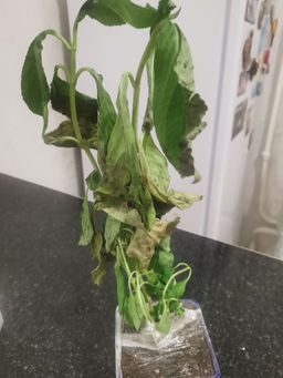 ecd7ae5081915c284015d318dc2cd8552flixtovl3mggqm6rn