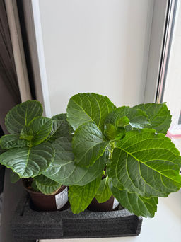 f2476d4ac6bfb919745b8016984f2c0e6ce3qnx4mmucavzs