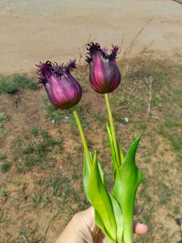 f3f373efb86adb600e14f44ace842d32u3vnr1euyma3hte84