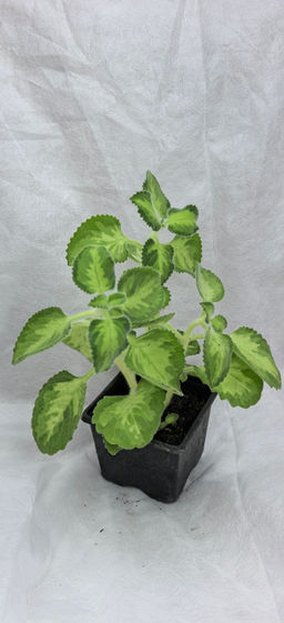 f9451eedf3348648e678824790b73f1b6ce32ormi0pbg1n