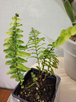 fe8e23347f2ab8b77a7f512364e501f16ce338amit3fnhv