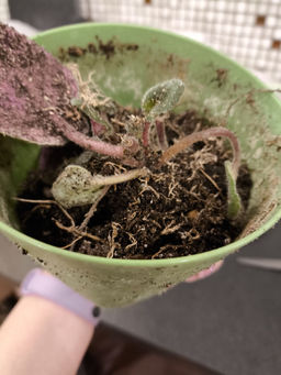 fed630e3b649eb4287d1e5d8508e0c9f6ce338amjprc6ac